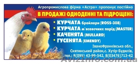 Пропонуєм курчата бройлера, каченята, гусенята Украина - <ro>Изображение</ro><ru>Изображение</ru> #1, <ru>Объявление</ru> #906060