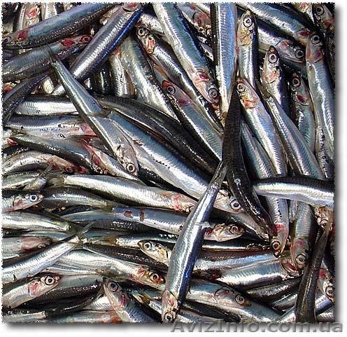рыба оптом украина - <ro>Изображение</ro><ru>Изображение</ru> #1, <ru>Объявление</ru> #909296