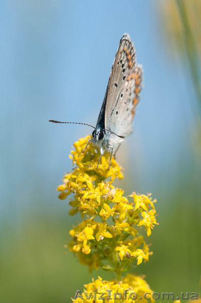 Живое диетическое питание для  безопасной  коррекции веса   - <ro>Изображение</ro><ru>Изображение</ru> #1, <ru>Объявление</ru> #920909
