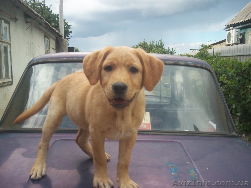 продам щенка лабрадора ретривера - <ro>Изображение</ro><ru>Изображение</ru> #1, <ru>Объявление</ru> #964559