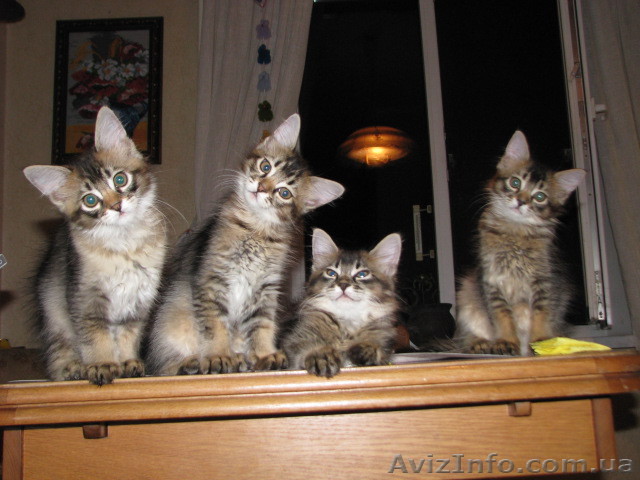 Продам замечательных котят! - <ro>Изображение</ro><ru>Изображение</ru> #1, <ru>Объявление</ru> #952182