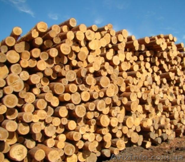 продам дрова сруб сосны 3 метра 10 грн за 1 шт - <ro>Изображение</ro><ru>Изображение</ru> #1, <ru>Объявление</ru> #977386