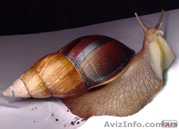 Улитки Ахатина-фулика - <ro>Изображение</ro><ru>Изображение</ru> #1, <ru>Объявление</ru> #971924