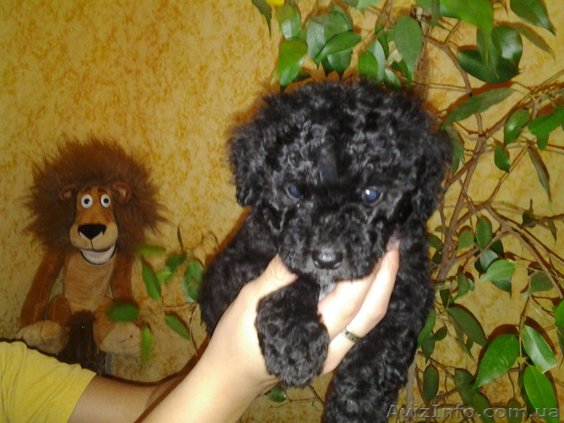 Продам пудель - фокстерьер смесь - <ro>Изображение</ro><ru>Изображение</ru> #1, <ru>Объявление</ru> #997531