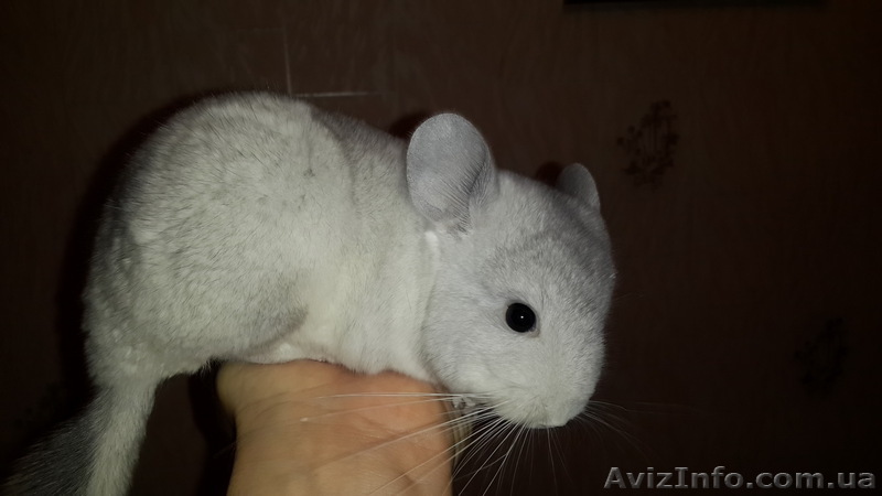 Продам Шиншиллёнка Мальчика 2.5 месяца - <ro>Изображение</ro><ru>Изображение</ru> #1, <ru>Объявление</ru> #1001650