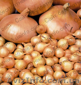 Продам Лук-севок - <ro>Изображение</ro><ru>Изображение</ru> #1, <ru>Объявление</ru> #1006062