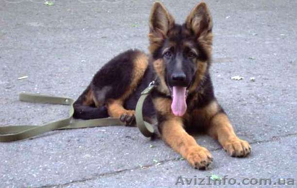 подрощенный щенок немецкой  овчарки - <ro>Изображение</ro><ru>Изображение</ru> #1, <ru>Объявление</ru> #925004
