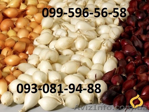 Лук Севок Бесарабия - <ro>Изображение</ro><ru>Изображение</ru> #1, <ru>Объявление</ru> #1051411