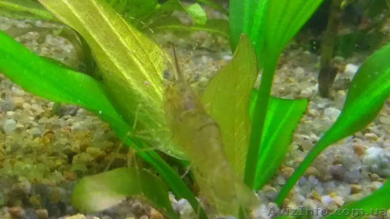 Растения аквариумные. Эхинодорус. Нимфея. Амбулия. Людвигия. Апоногетон. Ротала. - <ro>Изображение</ro><ru>Изображение</ru> #1, <ru>Объявление</ru> #1080639