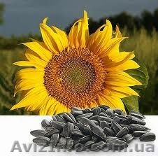 Предприятие «АГРО7Я» закупает кондитерский калиброванный подсолнечник - <ro>Изображение</ro><ru>Изображение</ru> #1, <ru>Объявление</ru> #1085874