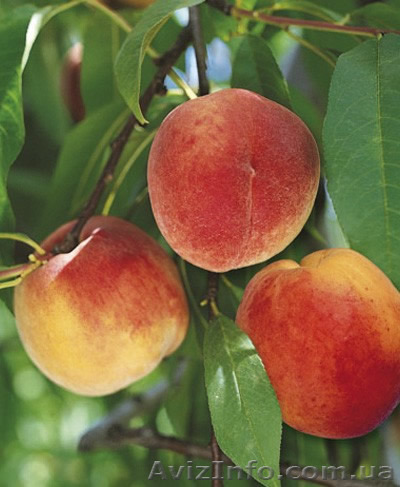 Персик напрямую из Сада  - <ro>Изображение</ro><ru>Изображение</ru> #1, <ru>Объявление</ru> #1116347