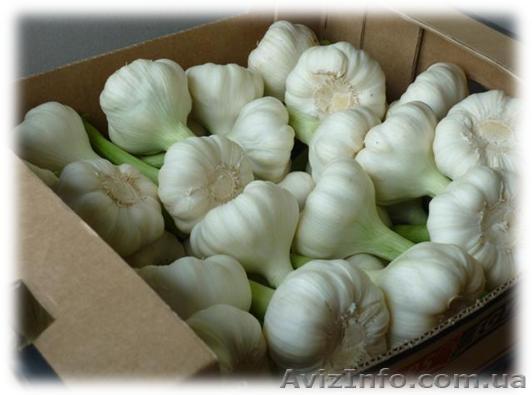 Фермерское предприятие продаст чеснок - <ro>Изображение</ro><ru>Изображение</ru> #1, <ru>Объявление</ru> #1117758