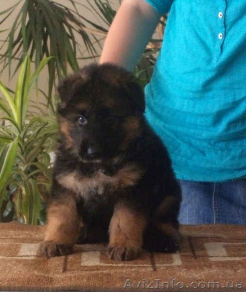 Немецкие щенки овчарка - <ro>Изображение</ro><ru>Изображение</ru> #1, <ru>Объявление</ru> #1115488