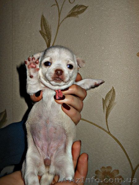 чихуахуа, щенки - <ro>Изображение</ro><ru>Изображение</ru> #1, <ru>Объявление</ru> #1114932