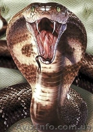 Приглашаем на занятия по Универсальной системе уличного боя - <ro>Изображение</ro><ru>Изображение</ru> #1, <ru>Объявление</ru> #1120530