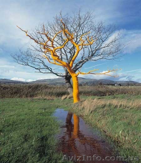 Спилим деревья любой сложности. - <ro>Изображение</ro><ru>Изображение</ru> #1, <ru>Объявление</ru> #1129582