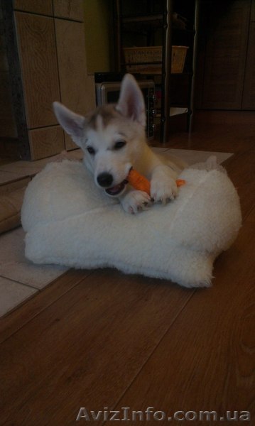 Продается замечательный щенок хаски! - <ro>Изображение</ro><ru>Изображение</ru> #1, <ru>Объявление</ru> #1129493