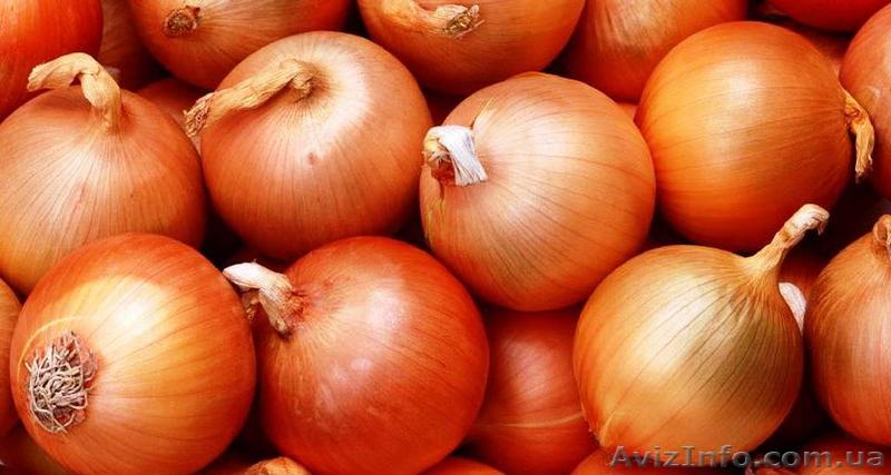 Лук репчатый продам оптом !!!! - <ro>Изображение</ro><ru>Изображение</ru> #1, <ru>Объявление</ru> #760795