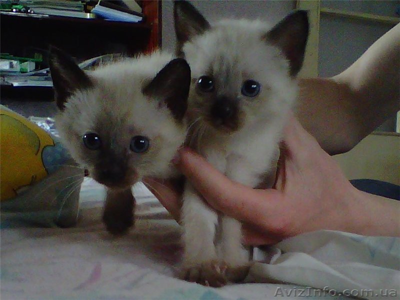 Сиамские котята - милые тайчики - <ro>Изображение</ro><ru>Изображение</ru> #1, <ru>Объявление</ru> #1151858