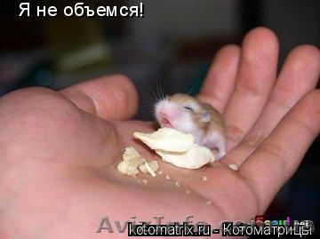 ghtlkfufhg gfhfghfghfh - <ro>Изображение</ro><ru>Изображение</ru> #1, <ru>Объявление</ru> #1152123