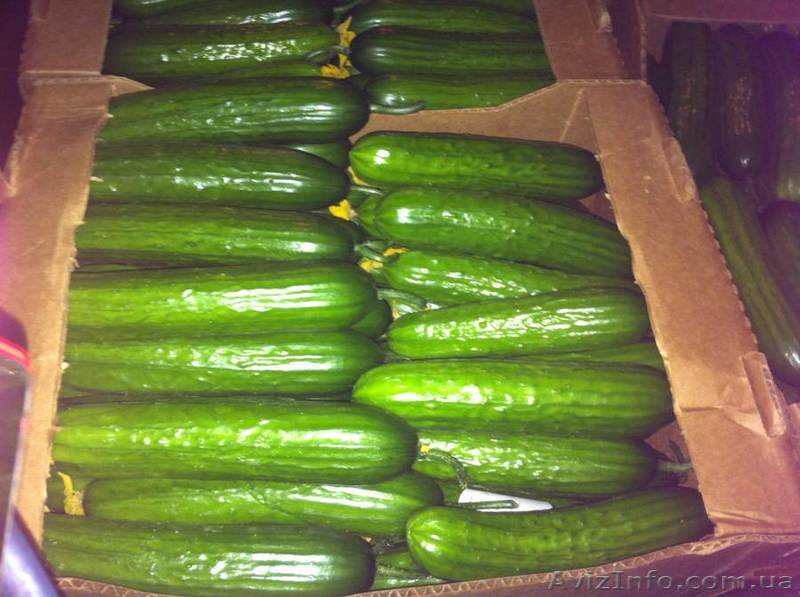 Огурцы гладкие тепличные - <ro>Изображение</ro><ru>Изображение</ru> #1, <ru>Объявление</ru> #1147507