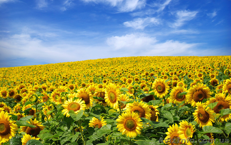 Посівний матеріал високої якості - <ro>Изображение</ro><ru>Изображение</ru> #1, <ru>Объявление</ru> #1160159