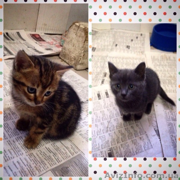 Отдам в хорошие руки двух прелестных котят, даром! - <ro>Изображение</ro><ru>Изображение</ru> #1, <ru>Объявление</ru> #1166647