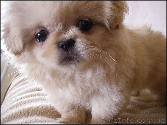 Всё для ваших животных. - <ro>Изображение</ro><ru>Изображение</ru> #1, <ru>Объявление</ru> #1159224