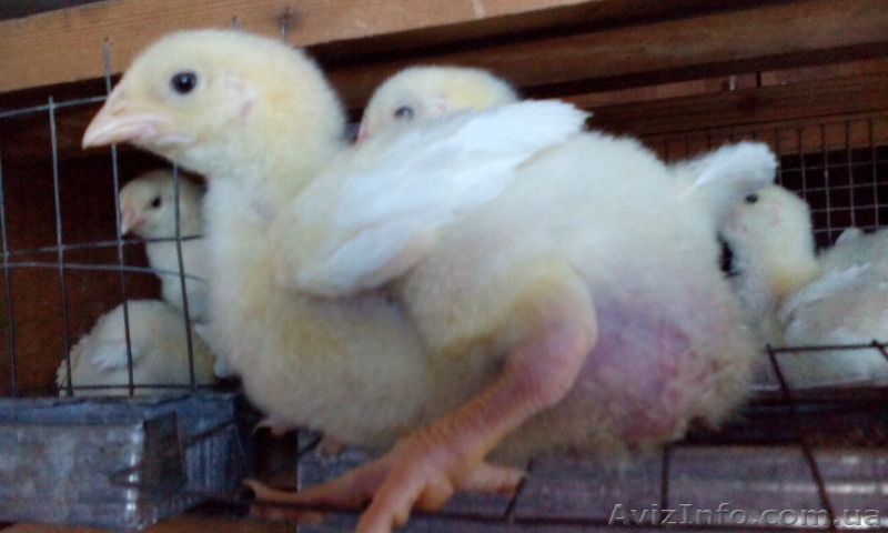 Цыплята бройлер,подрощенные, самые низкие цены! - <ro>Изображение</ro><ru>Изображение</ru> #1, <ru>Объявление</ru> #1163130