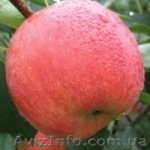 яблоки оптом 2-го сорта - <ro>Изображение</ro><ru>Изображение</ru> #1, <ru>Объявление</ru> #1209809