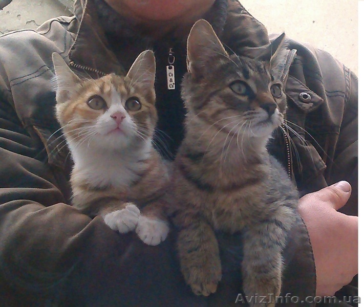 Отдам очаровательных котят в хорошие руки - <ro>Изображение</ro><ru>Изображение</ru> #1, <ru>Объявление</ru> #1219331