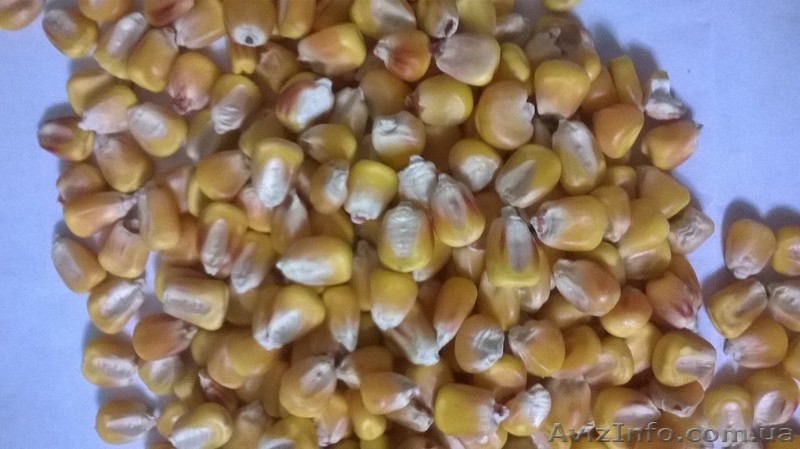 продам семена кукурузы, отличные показатели в Одесской обл. "Артемов Фао280" - <ro>Изображение</ro><ru>Изображение</ru> #1, <ru>Объявление</ru> #1229513