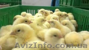  Бройлер КооБ500,редбро, испанка(голошейка), мастер, Мулард, башкирка, благоварк - <ro>Изображение</ro><ru>Изображение</ru> #1, <ru>Объявление</ru> #1247363