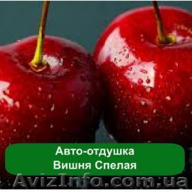 Авто отдушки оптом и в розницу - <ro>Изображение</ro><ru>Изображение</ru> #1, <ru>Объявление</ru> #1278155