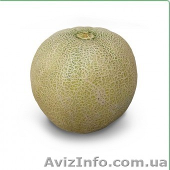 Семена дыни KS 55 F1 (Китано) - <ro>Изображение</ro><ru>Изображение</ru> #1, <ru>Объявление</ru> #1278778