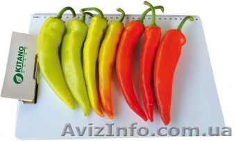 Семена горького перца KAMPAI F1 / КАМПАЙ F1 (Китано) - <ro>Изображение</ro><ru>Изображение</ru> #1, <ru>Объявление</ru> #1274656