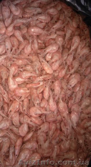 Продам черноморскую креветку оптом и в розницу.  - <ro>Изображение</ro><ru>Изображение</ru> #1, <ru>Объявление</ru> #1301143