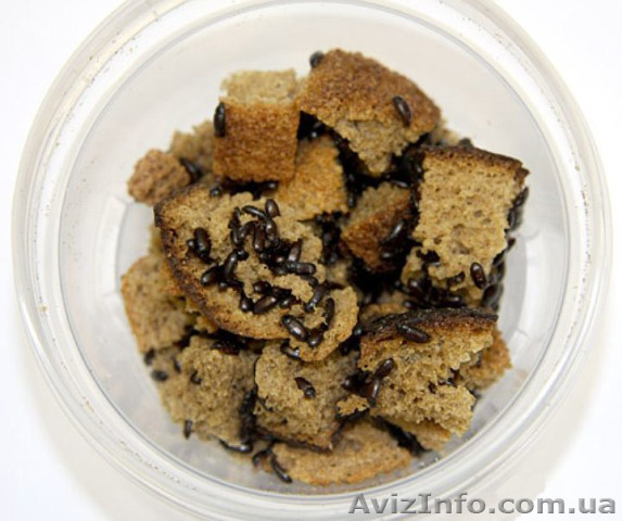 аргетинский жук - <ro>Изображение</ro><ru>Изображение</ru> #1, <ru>Объявление</ru> #1316130