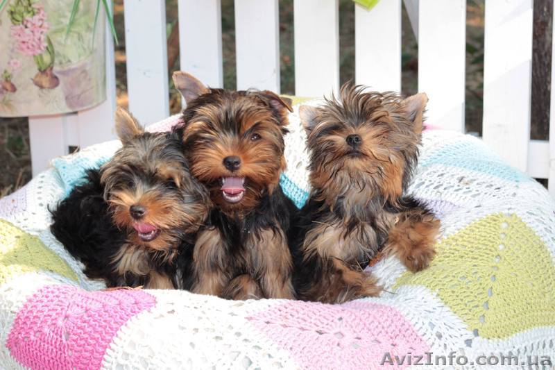 Продам щенка йоркширского террьера - <ro>Изображение</ro><ru>Изображение</ru> #1, <ru>Объявление</ru> #1326632