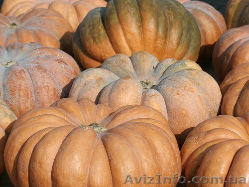 Продам тыкву Мускат де Прованс до 100 т - <ro>Изображение</ro><ru>Изображение</ru> #1, <ru>Объявление</ru> #1326198