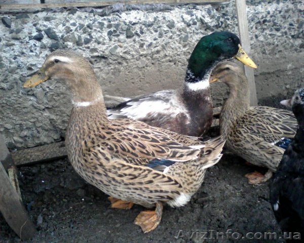 Продам утку,мелкий и крупный опт - <ro>Изображение</ro><ru>Изображение</ru> #1, <ru>Объявление</ru> #1327067