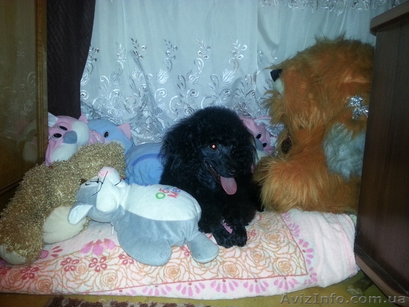 Пропала собака, карликовый пудель! - <ro>Изображение</ro><ru>Изображение</ru> #1, <ru>Объявление</ru> #1343181