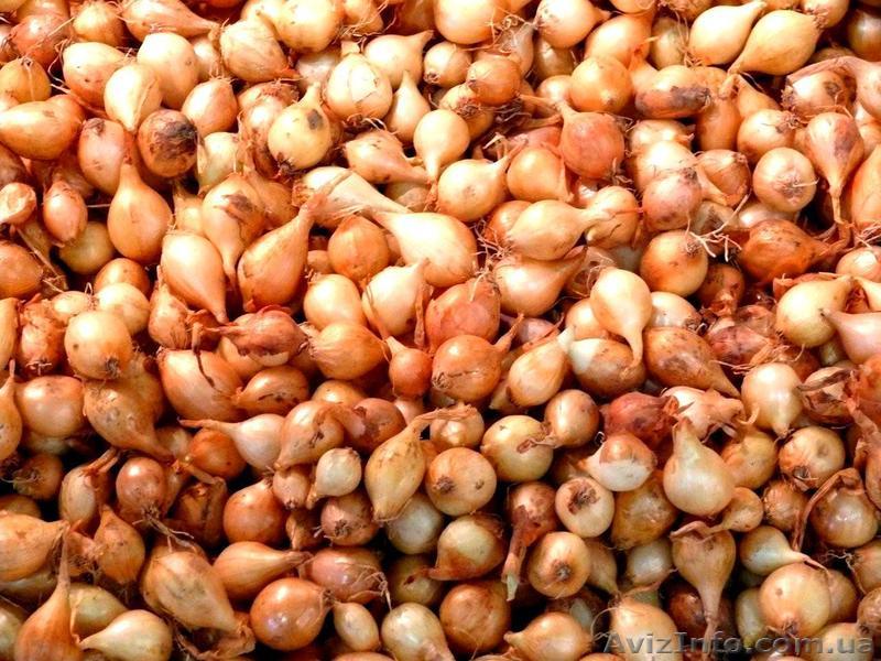 Тыканка - <ro>Изображение</ro><ru>Изображение</ru> #1, <ru>Объявление</ru> #1336258