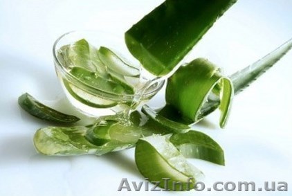 AloeVita – уникальный продукт, лечебные свойства - <ro>Изображение</ro><ru>Изображение</ru> #1, <ru>Объявление</ru> #1333948