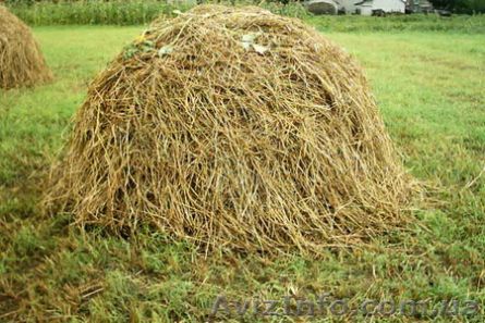 Куплю солому в больших объемах - <ro>Изображение</ro><ru>Изображение</ru> #1, <ru>Объявление</ru> #1332289