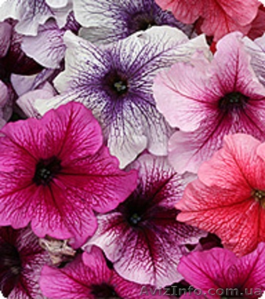 Семена петунии Виртуоз Berry Mixed 500 драже (Kitano Seeds) - <ro>Изображение</ro><ru>Изображение</ru> #1, <ru>Объявление</ru> #1352383