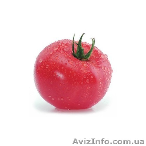 Семена индетерминантного томата Касамори F1 100 семян (Kitano Seeds) - <ro>Изображение</ro><ru>Изображение</ru> #1, <ru>Объявление</ru> #1351963