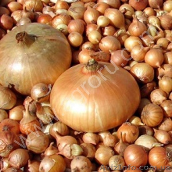 Лук севок - <ro>Изображение</ro><ru>Изображение</ru> #1, <ru>Объявление</ru> #1368545