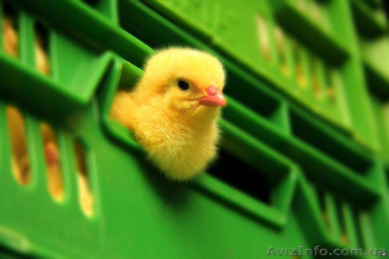   Бройлер кооб500,редбро,мастер-грей,испанка,несушка Ломан Уайтбраун,индюшата б - <ro>Изображение</ro><ru>Изображение</ru> #1, <ru>Объявление</ru> #1378648