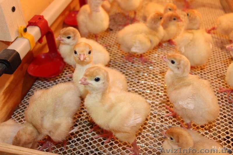 Продам индюшат. Индюшата Биг-6 оптом и в розницу  - <ro>Изображение</ro><ru>Изображение</ru> #1, <ru>Объявление</ru> #1403634